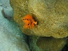 Unterwasserwelt - Weihnachstbaumwurm